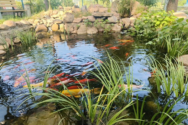 1722567686268198.jpg 職工自建生態水池_副本.jpg